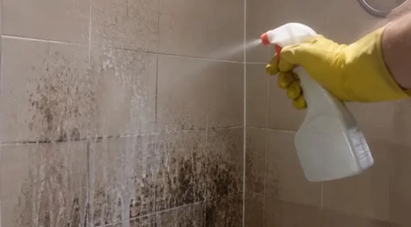 Heavy mold growth on a wall next to a spray bottle