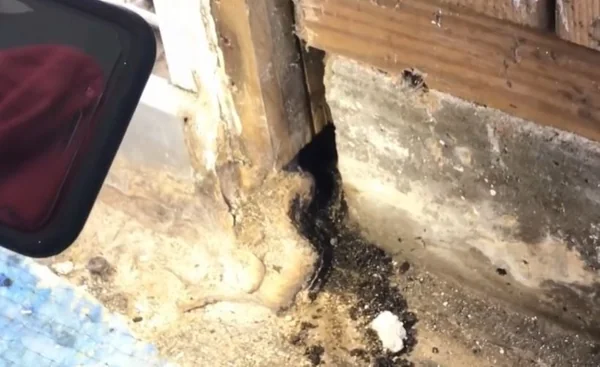 Mold-damaged materials being removed during remediation